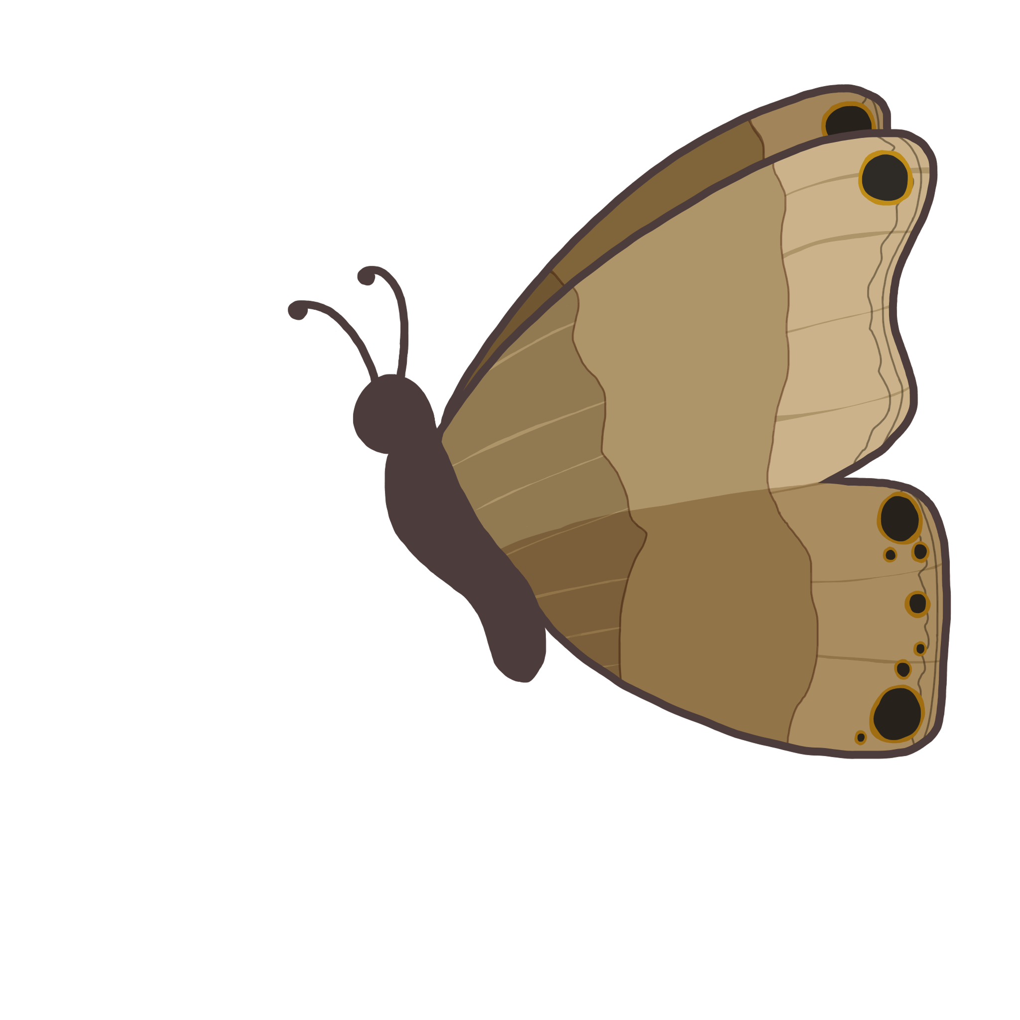 Ilustración de Mariposa Estoraquense
